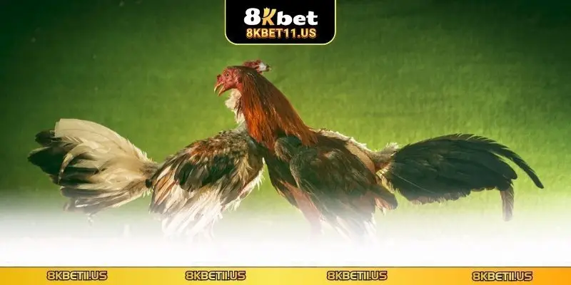 Đá Gà Cựa Chốt - Khám Phá Loại Hình Cá Cược Đặc Sắc Nhất Bí kíp cá cược đá gà hiệu quả cho hội viên
