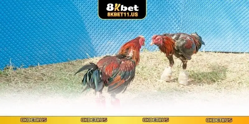 Đá Gà Cựa Chốt - Khám Phá Loại Hình Cá Cược Đặc Sắc Nhất Giải thích về đá gà cựa chốt