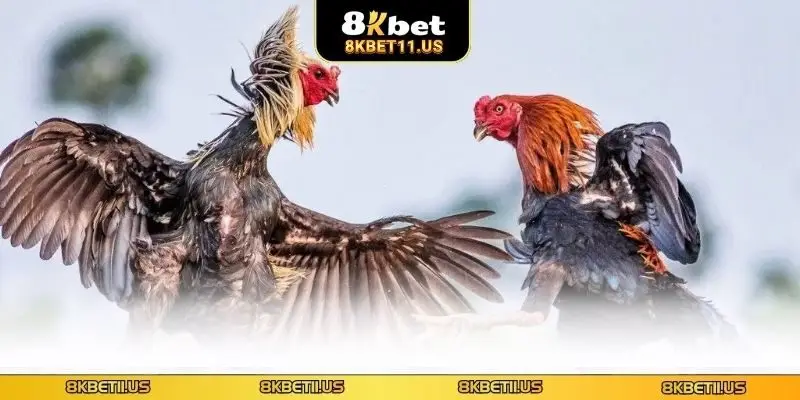 Đá Gà Cựa Chém - Khám Phá Loại Hình Cá Cược Đang Hot Khái quát về đá gà cựa chém