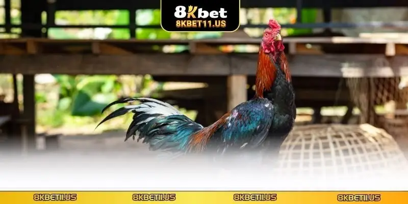 Đá Gà Cựa Bò 8KBET - Khám Phá Loại Hình Mới Đầy Sức Hút Nắm rõ từng cửa khi đặt cược