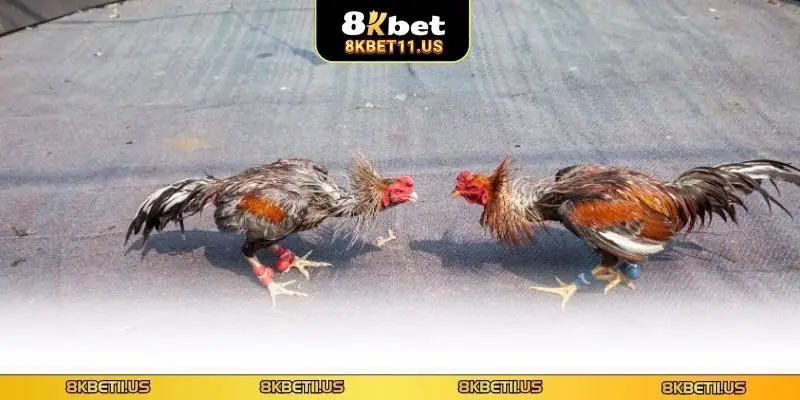Đá Gà Cựa Bò 8KBET - Khám Phá Loại Hình Mới Đầy Sức Hút Ưu điểm khi chơi đá gà tại 8KBET